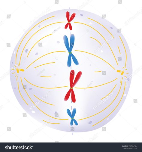 Cell Growth and Division - Metaphase #Ad , #Sponsored, #Growth#Cell#Metaphase#Division Cell Growth, Vector Graphics, Division, Stock Vector, Royalty Free Stock Photos, Royalty Free, Stock Images, Stock Photos, Art