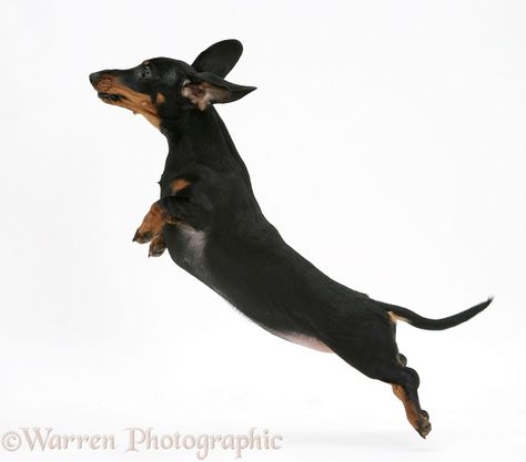 Dog: Miniature Dachshund leaping. Dachshund Drawing, Dachshund Decor, Animal Photography Wildlife, Baby Dachshund, Miniature Dachshunds, Dapple Dachshund, Dachshund Art, Miniature Dachshund, Dachshund Lovers