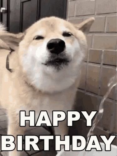 HBD Happy Birthday GIF - HBD HappyBirthday - Discover & Share GIFs Happy Birthday Dog Gif, Happy Birthday Animals Funny, Happy Birthday Meme Gif, Hbd Gif, Happy Birthday Dog Meme, Happy Birthday Funny Dog, Happy Birthday Pug, Hbd Happy Birthday, Happy Birthday Dean