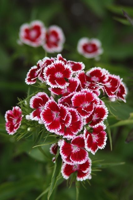 Sweet William Dianthus, Dianthus Barbatus Flower, Sweet Williams Flowers, Sweet William Flowers Aesthetic, Sweet William Flowers, Winter Planting, Dianthus Flowers, Dianthus Barbatus, Carrot Flowers