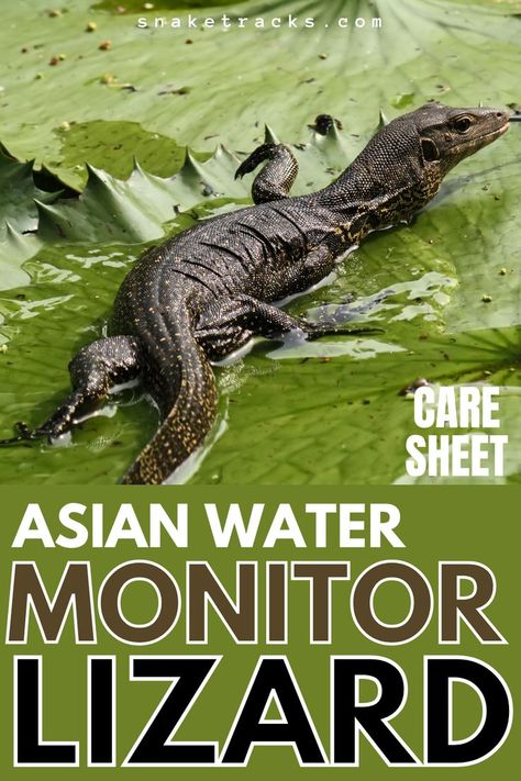 Check the care sheet on asian water monitor lizard species. These mighty monitors are second only in size and weight to komodo dragons. They have keeled scales and are black or dark brown. On their underbellies they sport yellow markings. Black markings with yellow fringes run back behind their eyes. Learn more about their family, scientific name, adult size, lifespan, habitat diet etc Asian Water Monitor Lizard, Water Monitor Lizard, Legless Lizard, Asian Water Monitor, Lizard Species, Komodo Dragons, Water Monitor, Monitor Lizard, Baby Dinosaur