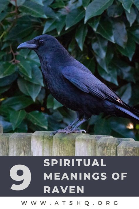 9 Spiritual Meanings of Raven 2 Ravens Meaning, Meaning Of Ravens, Raven Snake Tattoo, Ravens Meaning, Raven Meaning, Raven Symbolism, Raven Spirit Animal, Raven Totem, Small Wave Tattoo