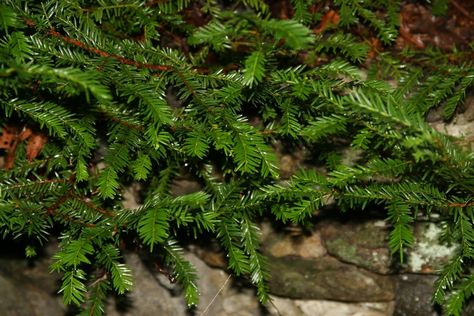 Taxus canadensis (American Yew, Canada Yew, Canadian Yew, Ground-Hemlock) | North Carolina Extension Gardener Plant Toolbox Taxus Canadensis, Yew Tree, Soil Texture, Plant Problems, Perennial Shrubs, Longwood Gardens, Plant Identification, Native Garden, Harvest Time