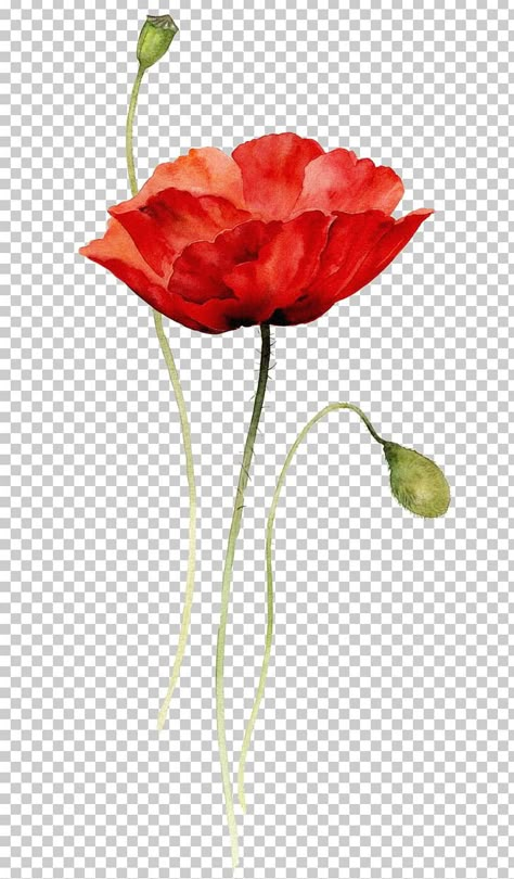 Red Flower Illustration, Poppy Flower Drawing, Bild Gold, Poppy Flower Painting, Poppies Watercolor, Abstract Poppies, Drawing Png, Red Bouquet, Watercolor Poppies