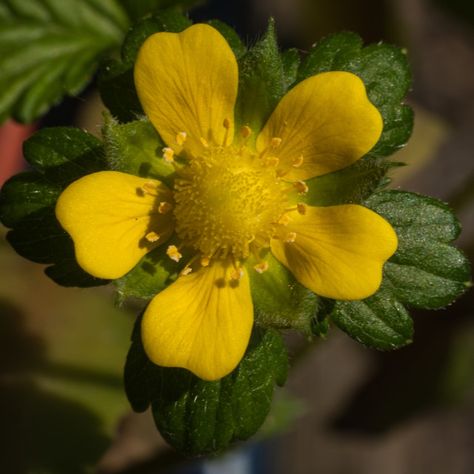 Mock Strawberry, Yellow Flower Photos, Farnham Surrey, Strawberry Flower, Flora Flowers, Website Backgrounds, Nature Plants, Fragrant Flowers, Print Advertising