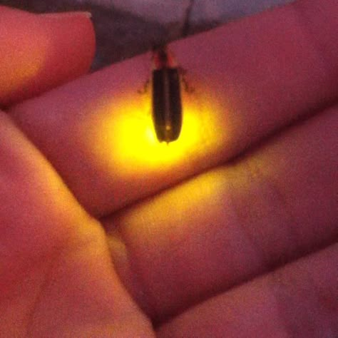 Lightning bug friend :) Catching Fireflies Aesthetic, Firefly Aesthetic, Fireflies Photography, Bea Aesthetic, I Miss Being A Kid, The Last Of Us Aesthetic, Last Of Us Aesthetic, Firefly Photography, Middle Of Night