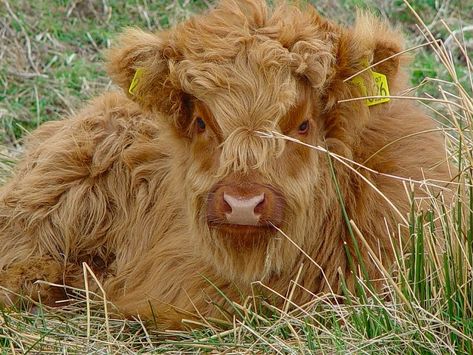 Highland calf - so beautiful! Highland Calf, Fuzzy Wuzzy, Highland Cows, Highland Cattle, Golden Doodle, Second Chance, Goldendoodle, Highland Cow, Best Photos