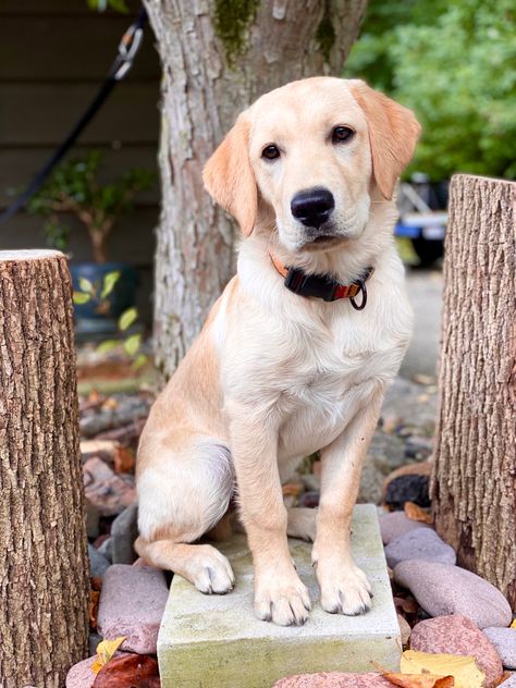 We really get to know the different dog breed personalities working in the pet industry. It is unique to have a dog with both golden & lab personalities. He is a golden personality with a lab energy drive. #goldador #goldenlab #puppy #dog #doggo #goldadorsofinstagram #goldadorpuppy #dogsofmsp #dogsofmn #dogsofinstagram #sidewalkdog #mnrealtor #mnrealestate #minnesota #realtorlife #realestatelife #adventuresinrealestate #petfriendlyrealtor #petfriendlyrealestate #petfriendly #minnesotapetfriendly Golden Lab, Golden Labs, 16 Weeks, Wolf Pictures, Different Dogs, Dog Breed, Puppy Dog, Personalities, Animals And Pets