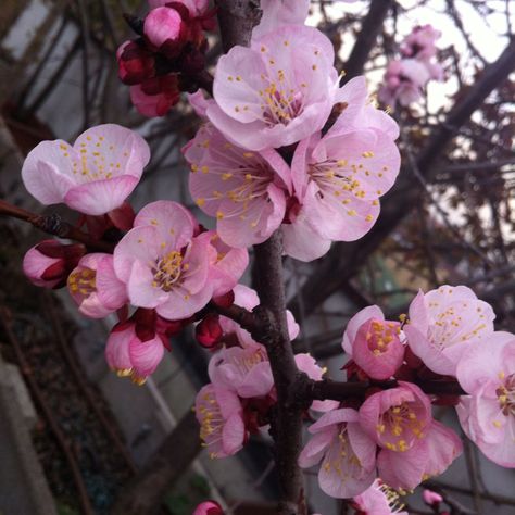 Apricot tree Apricot Tree, Apple Flowers, Spring Is Coming, Spring Blossom, Spring Flowers, Apricot, Blossom, Plants, Flowers