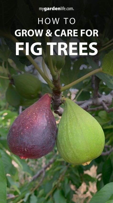 Master the art of fig tree care and explore the diverse types suitable for your garden. Learn how to best cultivate these trees and harvest delcious edible figs for years to come. Discover more outdoor gardening and tree care tips at MyGardenLife.com. Fig Tree Plant, Fig Varieties, Fig Trees, Growing Fruit Trees, American Garden, Ficus Elastica, Smitten Kitchen, Garden Route, Garden Guide