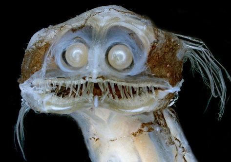 Wildlife Planet on Instagram: “Me Smiling At My Crush Photo by Dave Johnson  Mugshot of a deep-sea telescopefish. #WildlifePlanet” Telescope Fish, Fish