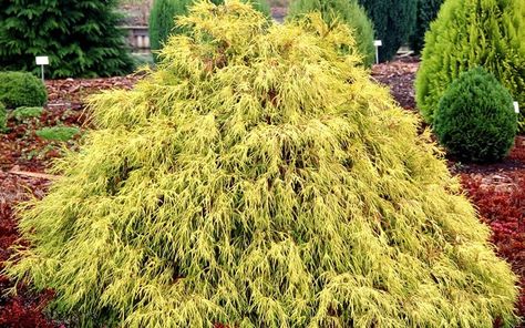 Gold Thread Cypress, False Cypress, Deer Resistant Shrubs, Buy Plants Online, Southern Garden, Garden Privacy, Golden Thread, Sun Garden, Cypress Trees