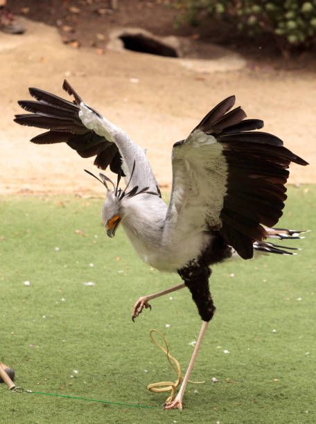 The Secretary Bird, Secretary Bird Photography, Secretary Bird Flying, Dynamic Bird Poses, Secretary Bird Drawing, Secretary Bird Art, Secretary Bird Tattoo, Bird Taking Off, Secretary Birds