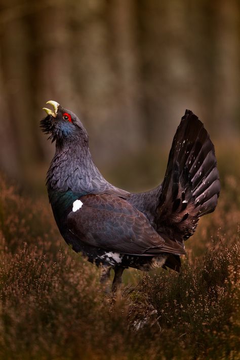 Metso/Capercaillie Scottish Animals, Backyard Canopy, Garden Canopy, Diy Canopy, Fabric Canopy, Canopy Design, Game Birds, Canopy Outdoor, Wild Birds