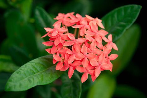 West Indian Jasmine Santan Flower Drawing, Indian Flowers Plants, Jasmine Flower Background, Arabian Jasmine Flower Aesthetic, Indian Jasmine Flower, Flowering Plants In India, West Indian Lantana, Tropical Flowers Illustration, Indian Jasmine