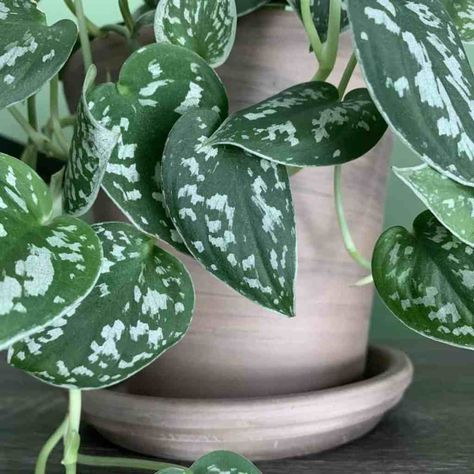 Scindapsus Pictus, Easy Indoor Plants, Growing Orchids, Plant Problems, Pothos Plant, Indoor Plant Care, Rare Species, Natural Curiosities, Plant Aesthetic