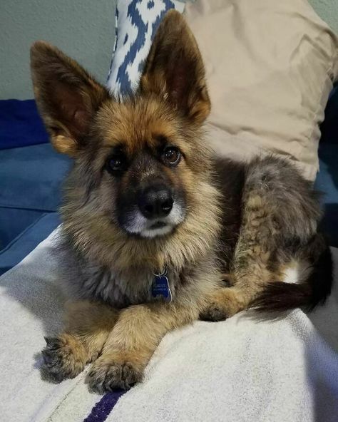 Zeus The German Shepherd Dog With Dwarfism Doberman Breeders, Lykoi Cat, Two Faced Cat, Different Colored Eyes, Genetic Mutation, Scottish Fold, Little Kittens, Domestic Cat, Mountain Dogs