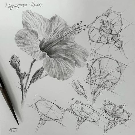 Flowers Perspective, Structural Drawing, Flower Drawing Tutorials, Flower Art Drawing, Things To Draw, Perspective Art, Flower Sketches, Arte Sketchbook, Pencil Art Drawings