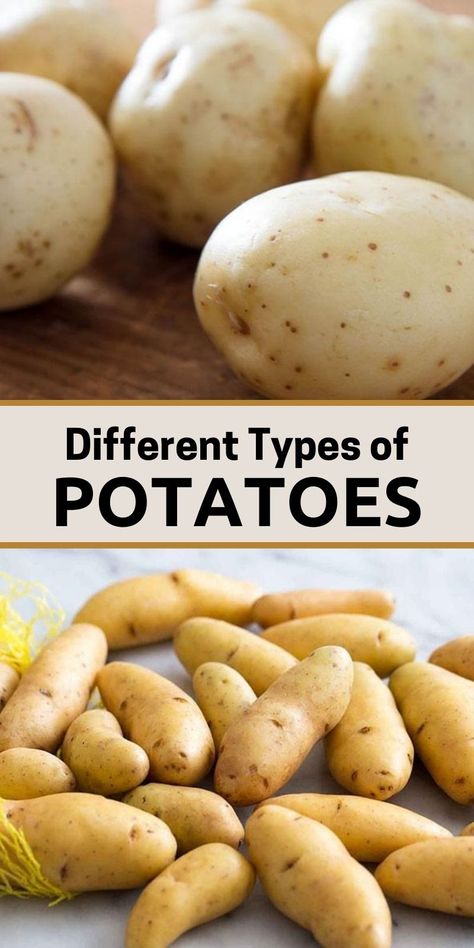 There are essentially six types of potatoes: Russet, red, yellow, white, fingerling, and blue. Each has its own characteristics, and knowing which one is most suited to your dish goes a long way toward making what you cook delicious. #TypesofPotatoes #Potato #RussetPotatoes #RedPotatoes #YellowPotatoes #WhitePotatoes #BluePotatoes #FingerlingPotatoes Yellow Flesh Potatoes Recipe, White Potatoes Recipes, Potatoes Russet, Blue Potatoes, Types Of Potatoes, Yellow Potatoes, Idaho Potatoes, Potato Recipes Side Dishes, Small Potato