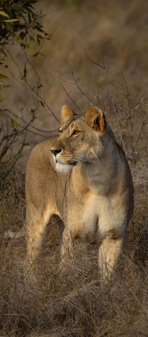 Female Lion Aesthetic, Lioness Wallpapers, Lioness Aesthetic, Lioness Woman, Lioness Photography, Lioness Photo, Pretty Lioness, Lioness Images, Lion Female