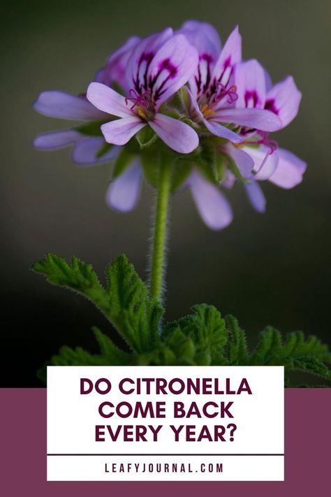 Do Citronella Come Back Every Year Citronella Plant Uses, Citronella Plant Care, Houseplant Pests, Home Flower Garden, Citronella Plant, Companion Gardening, Pool Garden, Plants Garden, Container Garden