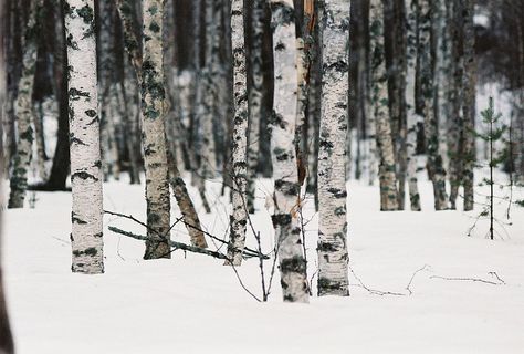 . A Well Traveled Woman, Snowy Woods, Snow Photography, White Door, Snow Tree, Aspen Trees, Winter Wood, Winter Painting, Winter Photos