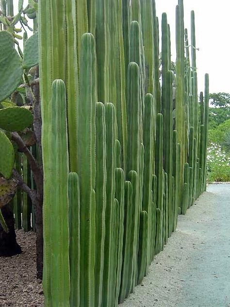 A Organ Pipe Cactus Wall: an elegant wall for a desert garden. This looks to be Organ Pipe Cactus (Lemaireocereus marinates) and a little research shows that it has often been used for natural fencing in the past. You can find more information through this Google Search on Organ Pipe Cactus. - very effective as a wall I am sure Organ Pipe Cactus, Story Teller, Desert Garden, Smart Ideas, Bohol, Desert Plants, Cactus Y Suculentas, Cactus Garden, Desert Landscaping