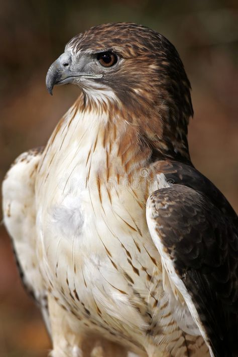 Hawk Reference Drawing, Red Tailed Hawk Aesthetic, Red Tailed Hawk Photography, Animal Photo Reference, Bird Front View, Hawk Reference, Bird Reference Photos, Hawks Bird, Redtailed Hawk