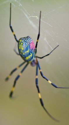 pastel spider colors neat Arachnids Spiders, Spiders And Snakes, Cnidaria, Creepy Spider, Itsy Bitsy Spider, Cool Bugs, Beautiful Bugs, Creepy Crawlies, Arthropods