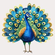 Clipart.Tips Daily Cliparts Images Of Peacock, Peacock Clipart, Cute Peacock, Turkey Feathers, Tail Feathers, Beautiful Watercolor, Animal Clipart, Perfect Image, Cute Pumpkin