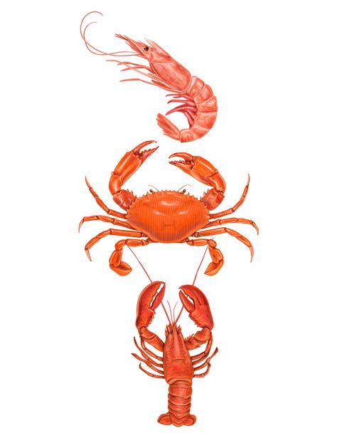 Seafood illustrations. on Behance    food, fresh, shell, restaurant, shellfish, gourmet, prawn, claw, dinner, seafood, lime, mussels, crustacean, lobster, fish, menu, steamed, mediterranean, shrimps, seasoning, oysters, octopus, recipe, spices delicious, crab, culinary, freshness, mackerel, watercolor, hand drawn, dorado, red snapper, market, aquaculture, salmon, dorada, cooking, mussels, dinner, marine, creative, salmon, seabass, squid, moronidae Seafood Art, Octopus Recipes, Fish Drawings, Crustaceans, Ocean Creatures, Fish Art, Pics Art, Food Illustrations, Beach Art