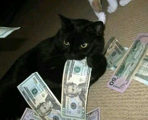 funny Cat Money, Black Cat, Money, Dogs, Black