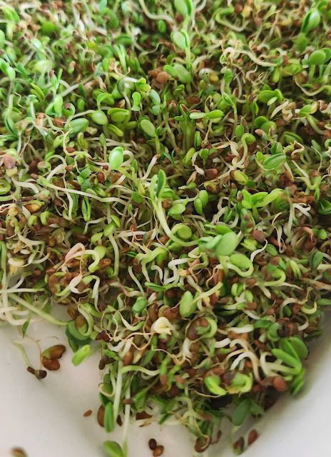 Growing Sprouts, Chickens In The Winter, Laying Chickens, Chicken Coop Run, Growing Grass, Dried Lentils, Alfalfa Sprouts, Broccoli Sprouts, Grapefruit Seed Extract