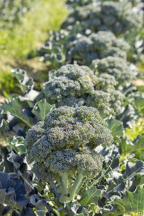 Want to grow your own broccoli in the garden? We share our favorite varieties - read more now on Gardener's Path. Asian Broccoli, Anchovy Pasta, Anchovy Sauce, Broccoli Soup, Pasta Soup, Tahini Dressing, Steamed Broccoli, Garlic Recipes, Roasted Broccoli