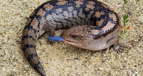 Blue Tongue Skink, Australia Animals, Cute Reptiles, Reptile Snakes, Beautiful Snakes, Australian Wildlife, Australian Animals, Reptiles And Amphibians, Lizards