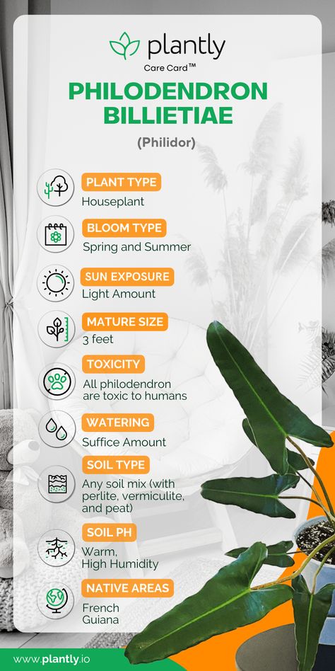 Philodendron Billietiae, Peat Soil, Philodendron Plant, Plant Book, Plant Tags, Plant Guide, Beauty And Health, Soil Ph, Plant Cuttings