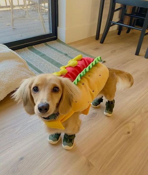 A cute girl dachshund dog (wiener dog/ sausage dog) dresses up as a hot dog! Not edible though haha 😜 Hot Dog Costume, Dachshund Costume, Link Costume, Hotdog Costume, Dog Halloween Costumes, Dog Costumes, Dog Costume, Dog Halloween, Dachshund Dog