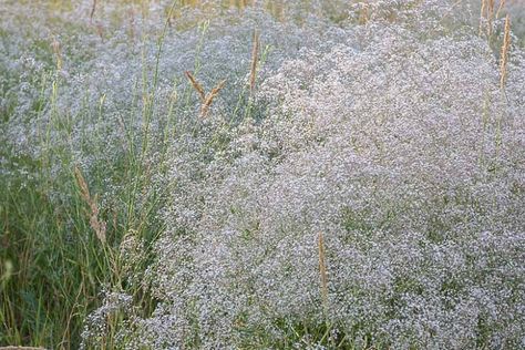 Gypsophila Elegans, Hillside Farms, Nitrogen Fixing Plants, Perennial Border, Plants Growing, Invasive Plants, Moon Garden, Summer To Fall, Drought Tolerant Plants