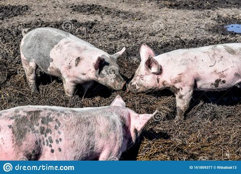 Photo about Three little pink pigs playing in the mud and dirt at Apple Holler in Sturtevant, Wisconsin. Image of animal, wisconsin, playing - 161809377 Field Trip Ideas, Golden Goat, Caramel Apple Bars, Pig In Mud, The Three Little Pigs, Three Little Pigs, Farm Yard, Little Pigs, Animals Images