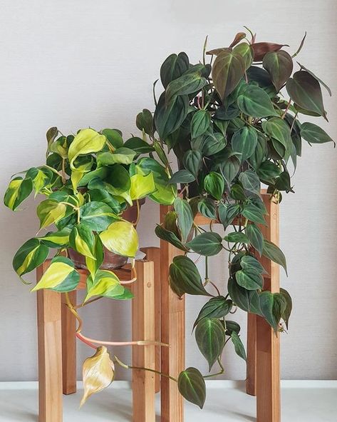 Philodendron brasil and micans Philodendron Brazil, Philodendron Brasil, Plants House, Fleurs Diy, Plants Are Friends, Inside Plants, Indoor Plant Care, Trailing Plants, Interior Plants