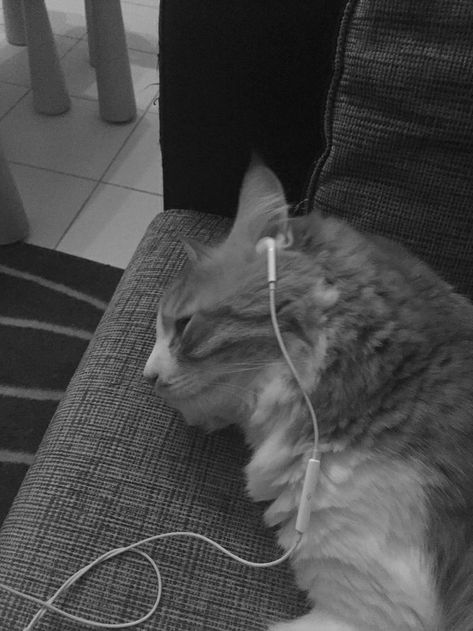 Profile Pic, A Cat, Headphones