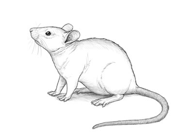 In this tutorial I will show you how to draw a mouse step by step. Some people are afraid of mice, while others like to keep them as pets. Personally, I think they're very cute, intelligent... Rat Drawings Simple, Rattus Rattus, Mouse Sketch, Mouse Illustration, Mouse Drawing, A Rat, Cute Rats, Pet Rats, Arte Inspo