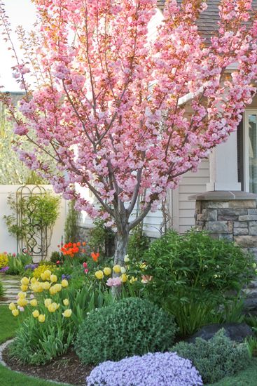 VW Garden: Peak Spring Bloom: Part II Blossom Tree In Garden, Spring Blooming Trees, Pnw Garden, Spring Flowering Trees, Cabin Garden, Front Landscape, Garden Layouts, Yard Diy, Flowering Cherry Tree