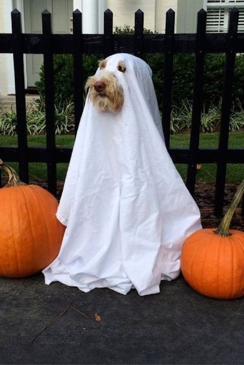 The Best Funny Pictures Of Today's Internet Meme Costume, Best Couples Costumes, Clever Halloween, Dog Calendar, Diy Dog Costumes, Ghost Costume, Ghost Dog, Dog Halloween Costumes, Dog Costumes