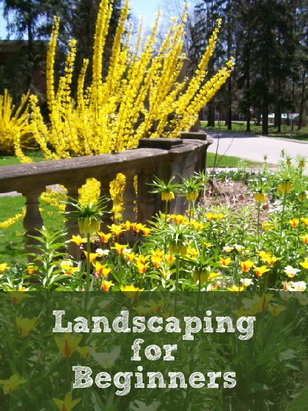 Beginners Landscaping, Easy Landscaping, Backyard Sheds, Landscaping Supplies, Landscaping Tips, Landscape Trees, Gardening For Beginners, Raised Beds, Mellow Yellow