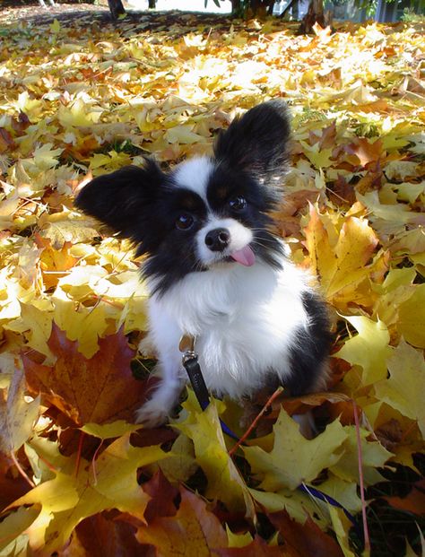 #WLDreamFallWardrobe Papillon Dog Aesthetic, Papillion Puppies, Papillon Dog Puppy, Dog Aesthetics, Papillon Puppies, Papillon Dogs, Papillon Puppy, Papillon Dog, Puppies And Kitties