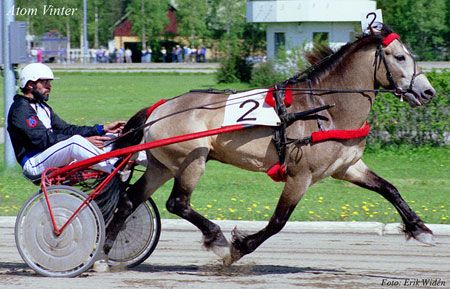 The Dole Gudbrandsdal, or Dole is a draft- harness-type horse from Norway. The Dole Trotter is a subtype of the Dole Gudbrandsdaland a separate breed; it is also considered a part of the Coldblood trotter type. The Dole Gudbrandsdal is a small draft horse, known for its pulling power and agility, while the Dole Trotter is a smaller, faster horse used for harness racing; Nordsvensk is the swedish version of the Dole Driving Horses, Fell Pony, Horses Breeds, Standardbred Horse, Rare Horse Breeds, Horse Products, Faster Horses, Majestic Horses, Rare Horses