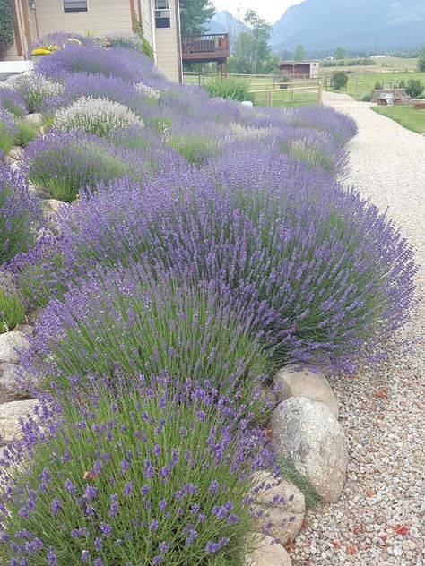 Lavender And Grasses Landscaping, Lavander Ideas Garden, Lavender On Hillside, Landscape With Lavender, Lavender Landscaping Front Yards, Lavender Garden Front Yards, Lavender Garden Landscaping, Lavender Walkway, Lavendar Planting Landscaping