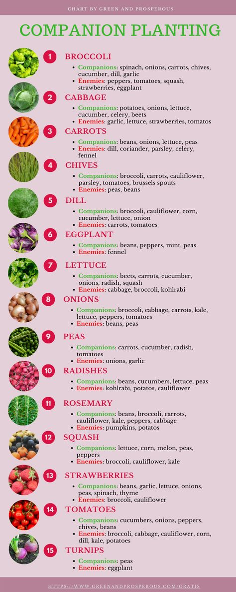 Vegetable Garden Companion Layout, Must Have Vegetables In Garden, Vegetable Garden What To Plant Together, Veggie Planting Guide, Veggies To Plant In Spring, Garden Vegetables Layout, Diy Container Garden Ideas, Veggie Garden Companion Planting, Vegetable Herb Garden