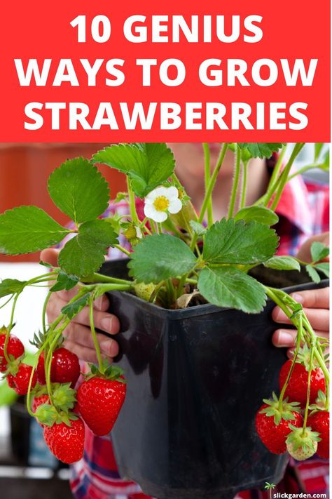 10 Genius Ways to Grow Strawberries. Cultivating delicious strawberries in hanging baskets is a practical and space-saving method, perfect for individuals with limited garden space. Begin by selecting a hanging basket that has enough depth and a diameter of at least 12 inches to accommodate the root systems of the strawberry plants. Make sure to use a potting mix that drains well and contains plenty of organic matter when filling the basket. Strawberry Container Garden, Strawberries In Pots, Strawberry Container, Strawberry Planting, Strawberry Harvest, Growing Strawberries In Containers, How To Grow Strawberries, Growing In Containers, Atrium Garden